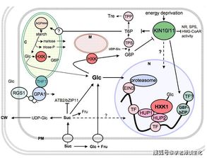 糖酵解过程及中的重要酶类及其调控 二