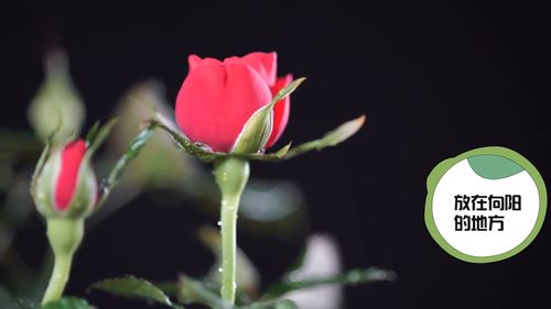 盆栽玫瑰花怎么养家庭养法,土培玫瑰花的养殖方法？