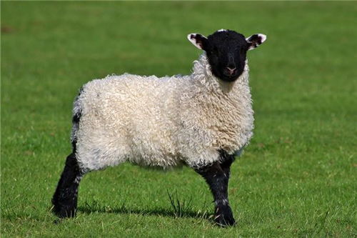 生肖羊运程 生肖羊配对 生肖羊性格 属羊运势 