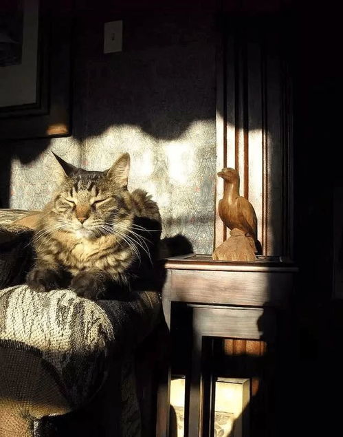 猫咪为什么喜欢晒太阳,这些原因你知道吗