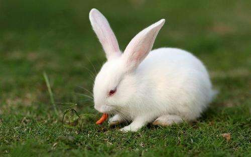兔子每天拉一次软便正常吗