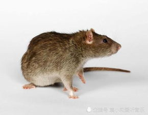 灭鼠谁还要买老鼠药 教你用红糖自制老鼠药,老鼠有多少灭多少 
