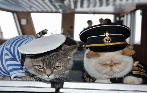 军舰上养猫到底有什么用处 抓老鼠只是其一,其实比我们想的简单