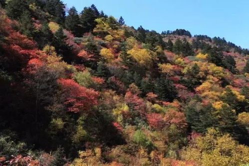 神农架旅游介绍词(介绍湖北神农架的导游词)