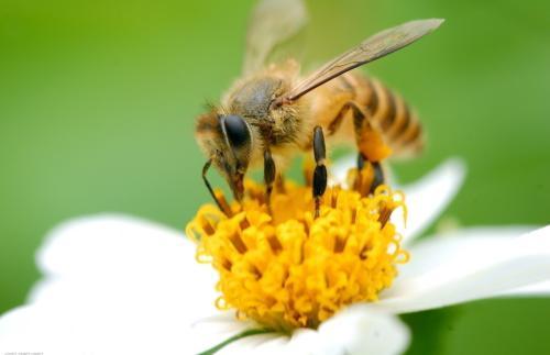 蜜蜂最喜欢吃什么 