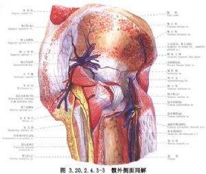 与股骨转子下截骨相关的词条 