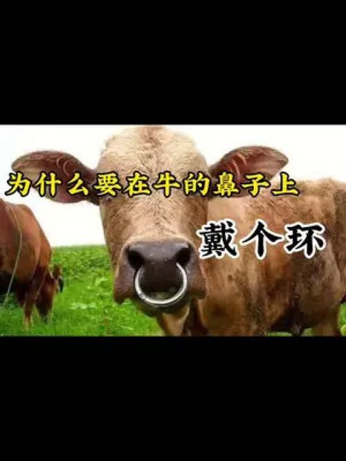 为什么要在牛鼻子上戴个环 科普 牛 