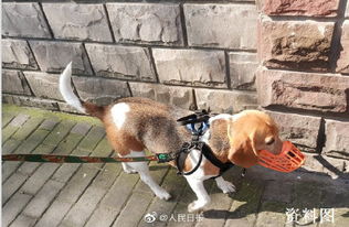 武汉养犬修订草案 犬只乘公共电梯应戴嘴套 