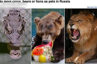 俄罗斯禁止在家养熊 俄罗斯家庭里面竟然把熊当宠物令人惊呆 