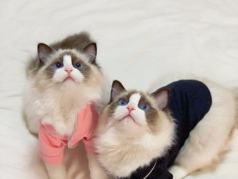 图 布偶猫 奶油双色海双蓝双纯种 双色布偶猫活体幼猫 成都宠物猫 