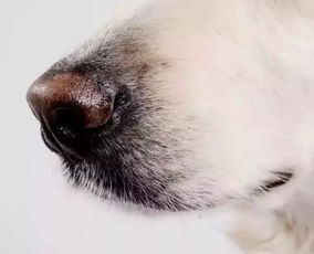 狗狗的鼻子,真的是你想的那样简单吗