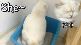 翡翠玉器行话 猫尿 是什么意思 是猫撒尿在玉上 这个锅猫背不背