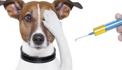狗狗的三联第三针可以和狂犬疫苗一起打吗 