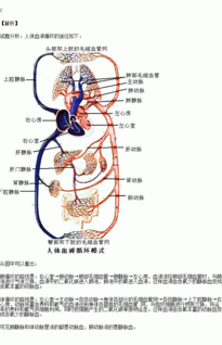 下列说法中正确的一项是A.肺动脉内流动脉血 B.肺静脉内流静脉血C.体动脉内流动脉血 D.体动脉内流静脉血 题目和参考答案 精英家教网 