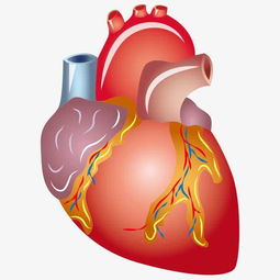 心脏科专家 心脏预警信号要早知道
