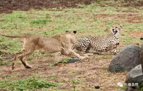 一猎豹被两头小狮子吓得腿软,幸亏是两头未成年的狮子