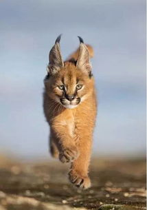 狞猫,一种体型最重 奔跑最快的小型猫科动物...
