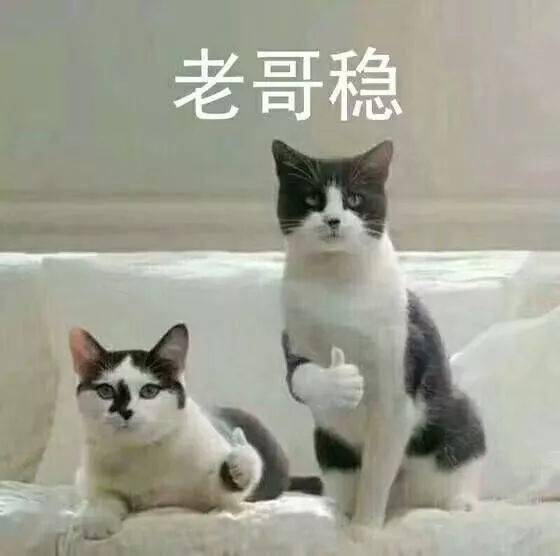 给猫咪取名,越贱就越好养活