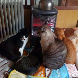 猫咪冬天十大取暖神器,据说集齐之后,可以召唤一大群喵星人