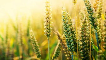 截止2021年六月底全国已收获小麦3.051亩这是我国连续第多少个夏粮丰收季？