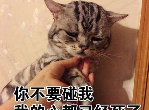 女子回宿舍,还没进门就听见了猫咪的叫声,进门一看后默默无语