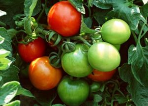 青西红柿能吃吗 青番茄能吃吗