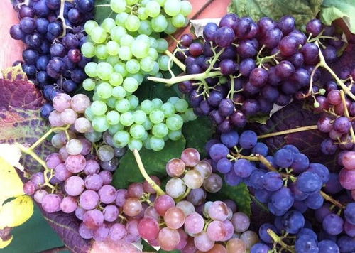 新疆葡萄品种大全,葡萄早熟品种排名？