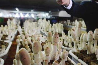 人工种植蘑菇技术 大棚蘑菇种植与管理技术