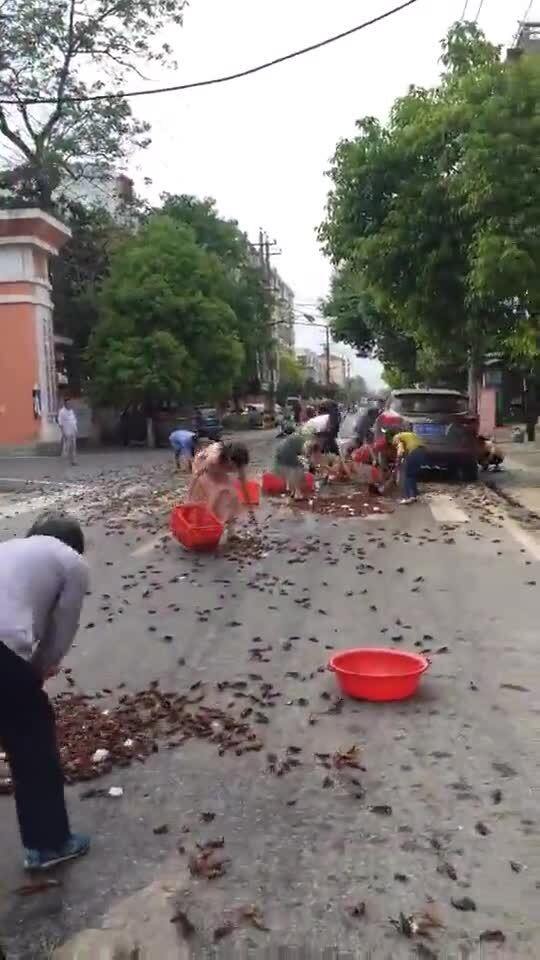 昨天下暴雨,今天出门路上都是小龙虾啊 