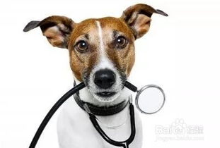 关于犬流感你需要知道的8件事