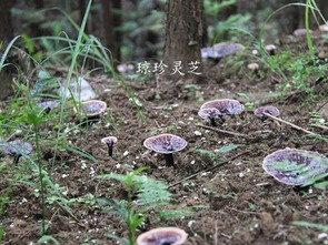 糖尿病患者每天喝灵芝水可平稳血糖