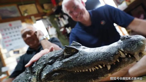 日本老人养鳄鱼当宠物40年,同吃同睡帮刷牙 说好的冷血动物