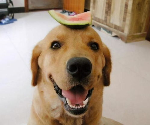 狗狗可以吃的12种水果,你有在喂吗