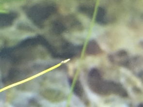 鱼缸里的小虫子是什么虫,换完水两天水就变白了,这虫超级多,又很小,肉眼只能看见小小的点在到处跑