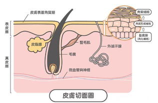 用冰水洗脸的正确方法