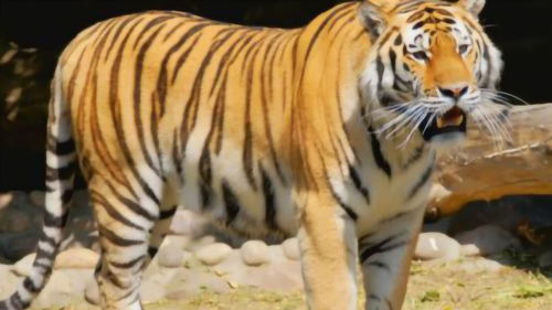 又有一个地方的老虎灭绝,它在我国曾出现过,体型比狮子还大 