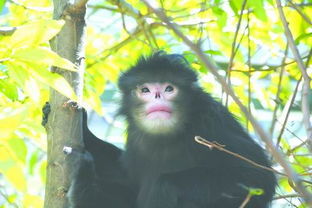红外相机揭示怒江金丝猴种群之谜 