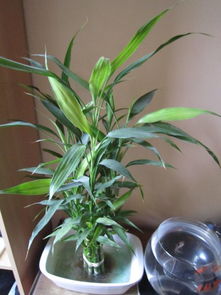 家里养了2年的富贵竹,最近不知道为什么,某些叶片的尖角处开始发黄,故此想寻求大家的帮助