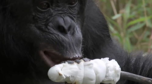 大猩猩不吃香蕉,喜欢做饭,真是动物界的烹饪天才