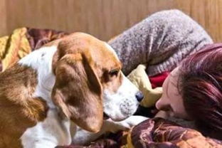 为什么狗狗晚上喜欢在主人的床上睡觉 原因很简单 
