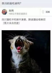 四川的猫能吃辣吗 广东的猫吃福建猫吗