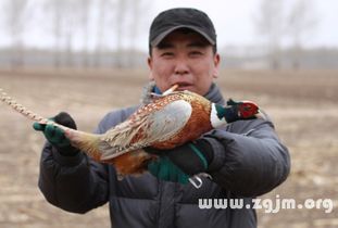 做梦梦见鸡是怎么回事