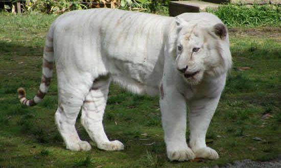 世界上最白的老虎 纯白虎,全世界不到200只