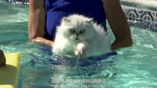 为猫痴狂,我的游泳教练是只猫,猫扒式游泳大师 上 
