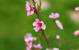 什么数枝梅什么独自开——探析梅花的孤独之美与生命力量，什么数枝梅什么独自开遥知不是雪为有暗香来