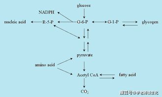 糖酵解过程及中的重要酶类及其调控 一