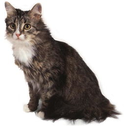 西伯利亚森林猫在哪买,西伯利亚猫多少一只？