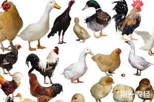 家禽有哪些,家禽养殖可应用的中兽药最佳配方有哪些？