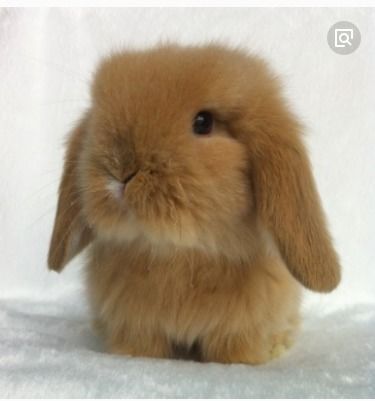 什么样的兔子最可爱,最好养 