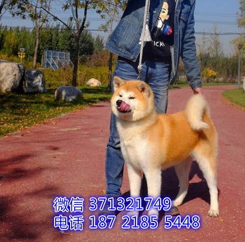 重庆犬舍出售秋田犬狗狗纯种 重庆大型繁殖基地宠物狗狗